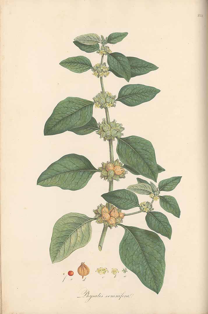 Withania somnifera (L.) Dunal