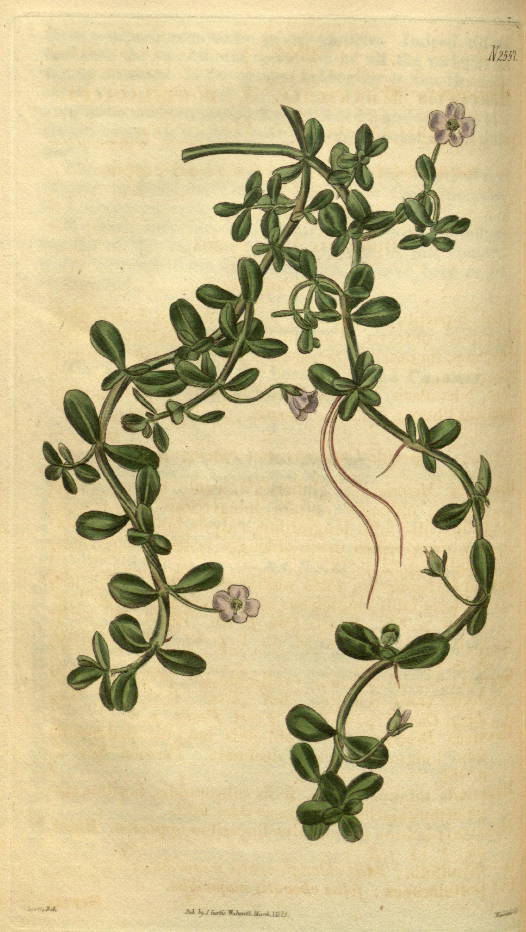 Bacopa monnieri (L.) Wettst.