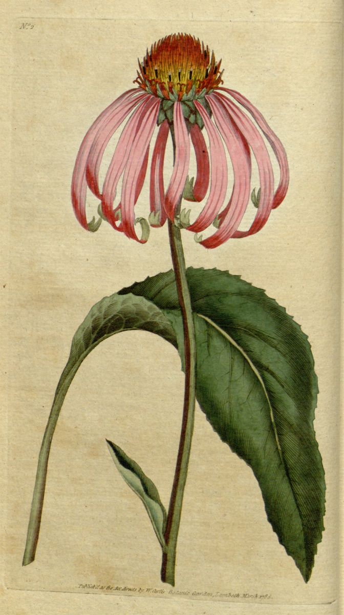 Echinacea purpurea (L.) Moench