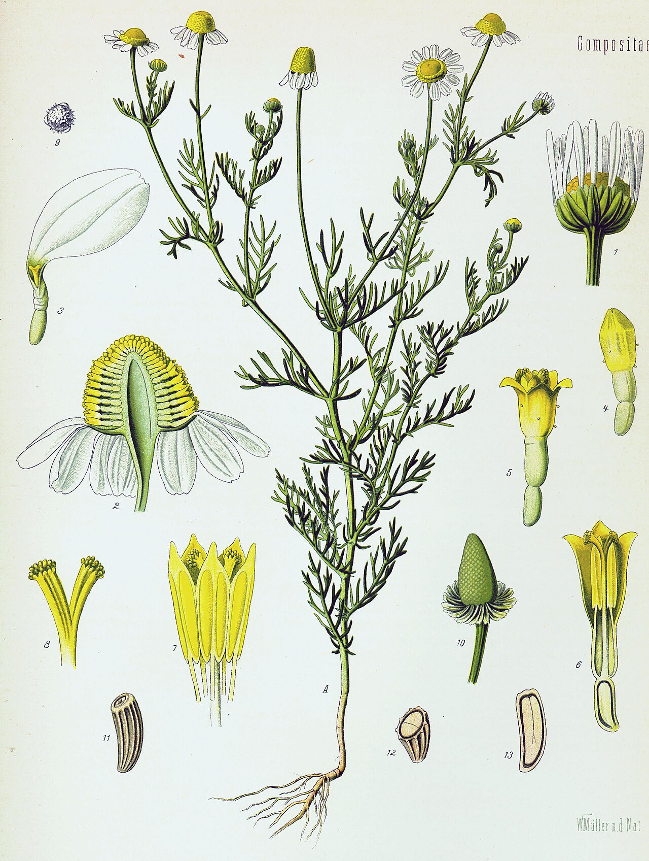 Matricaria chamomilla L.
