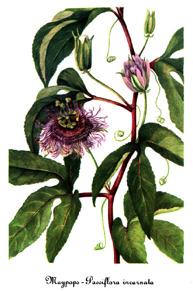Passiflora incarnata L.