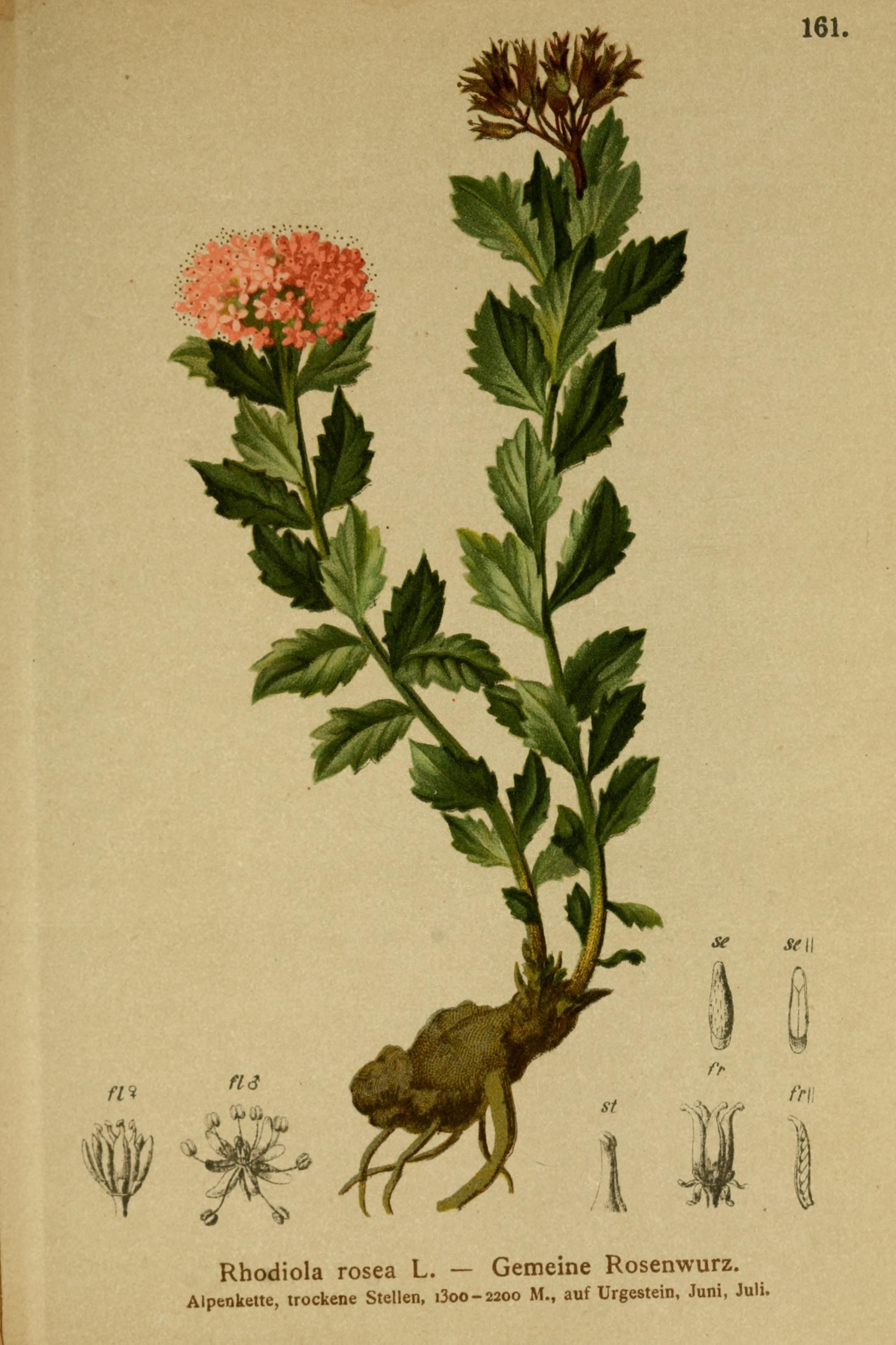Rhodiola rosea L.