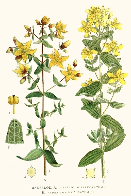 Hypericum perforatum L.